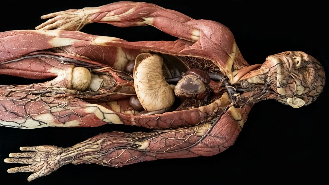 An anatomical model of a human body with internal organs exposed, including brain, lungs, heart, liver, stomach, intestines, and blood vessels, against a black background.