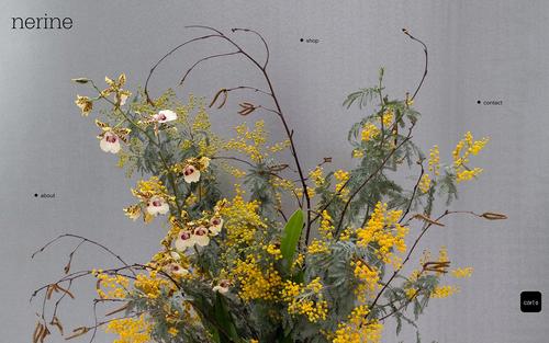 Nerine Floral